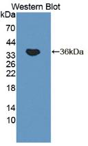 Vasorin (VASN) Mouse Polyclonal Antibody