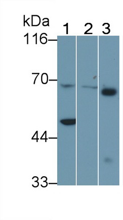 Uromodulin (UMOD) Mouse Polyclonal Antibody