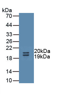 Uromodulin (UMOD) Rat Polyclonal Antibody