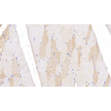 Ubiquitin Carboxyl Terminal Hydrolase L5 (UCHL5) Bovine (Cattle) Polyclonal Antibody