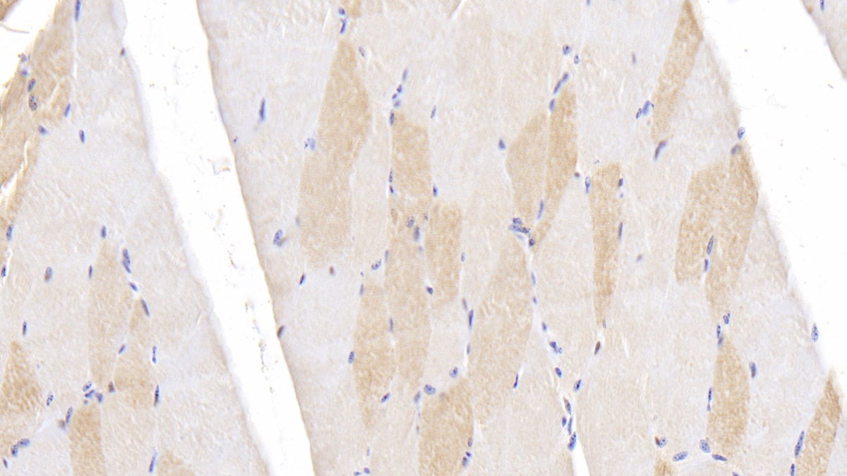 Ubiquitin Carboxyl Terminal Hydrolase L5 (UCHL5) Bovine (Cattle) Polyclonal Antibody