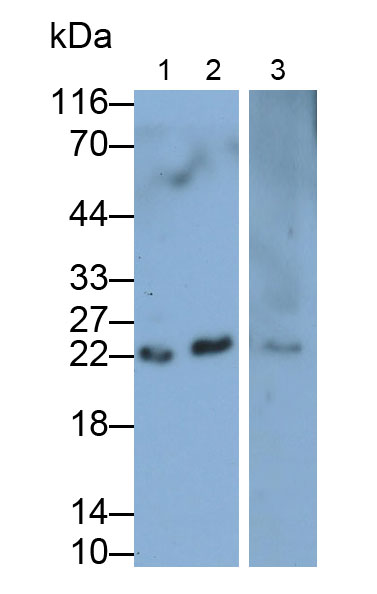 Tumor Protein, Translationally Controlled 1 (TPT1) Mouse Polyclonal Antibody