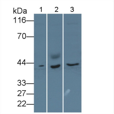 Glutaredoxin 3 (GLRX3) Human Polyclonal Antibody