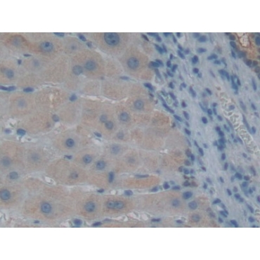 Glutaredoxin 3 (GLRX3) Human Polyclonal Antibody