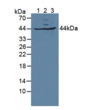 Glutaredoxin 3 (GLRX3) Mouse Polyclonal Antibody