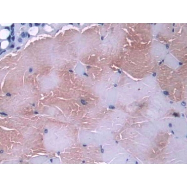 Glutaredoxin (GLRX) Mouse Polyclonal Antibody