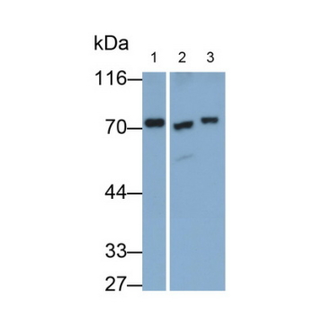 Transketolase (TKT) Human Polyclonal Antibody