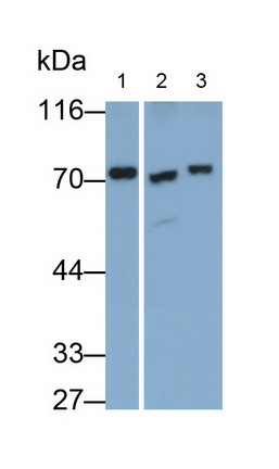 Transketolase (TKT) Human Polyclonal Antibody