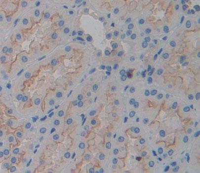 Trans Golgi Network Protein 2 (TGOLN2) Human Polyclonal Antibody