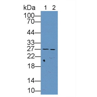 Transcription Factor A, Mitochondrial (TFAM) Human Polyclonal Antibody