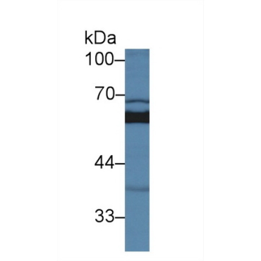 Sulfite Oxidase (SUOX) Bovine (Cattle) Polyclonal Antibody