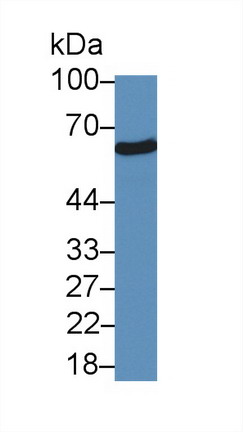 Sulfite Oxidase (SUOX) Human Polyclonal Antibody
