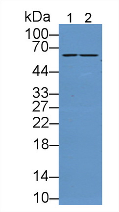 Sulfite Oxidase (SUOX) Rat Polyclonal Antibody