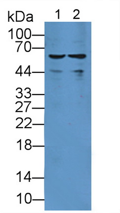 Sulfite Oxidase (SUOX) Rat Polyclonal Antibody