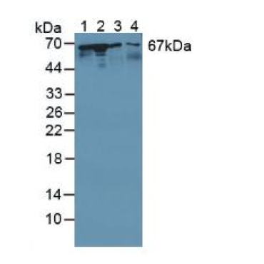 Stress Induced Phosphoprotein 1 (STIP1) Human Polyclonal Antibody
