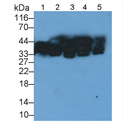 Signal Transducing Adaptor Protein 1 (STAP1) Rat Polyclonal Antibody