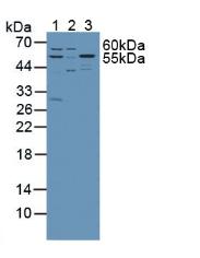 Serine Palmitoyltransferase, Long Chain Base Subunit 1 (SPTLC1) Mouse Polyclonal Antibody