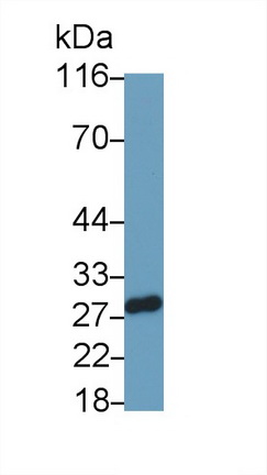 Sepiapterin Reductase (SPR) Mouse Polyclonal Antibody