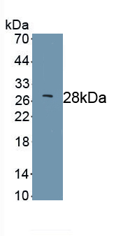 Suppressors Of Cytokine Signaling 1 (SOCS1) Rat Polyclonal Antibody