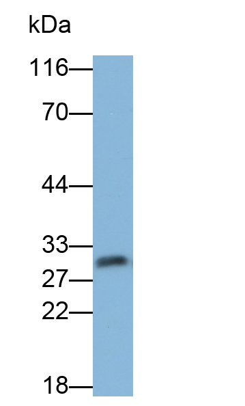 Stratifin (SFN) Mouse Polyclonal Antibody
