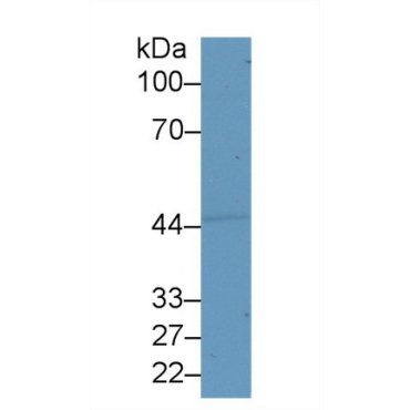 Semenogelin I (SEMG1) Human Polyclonal Antibody