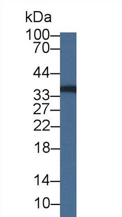 Reticulocalbin 2 (RCN2) Mouse Polyclonal Antibody