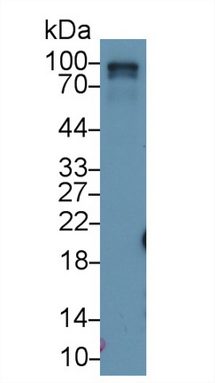 RalA Binding Protein 1 (RALBP1) Rat Polyclonal Antibody