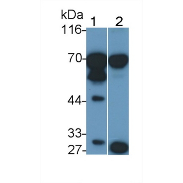 Prolactin Receptor (PRLR) Bovine (Cattle) Polyclonal Antibody