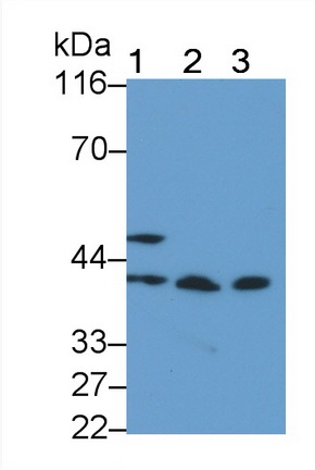 Prolactin Receptor (PRLR) Rat Polyclonal Antibody