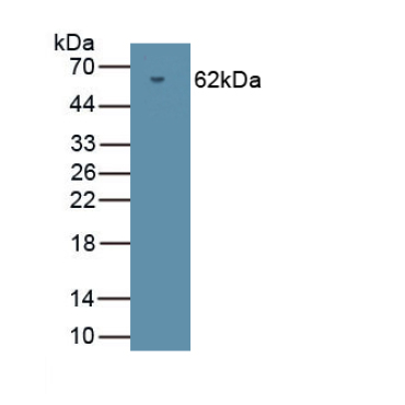 Protein Kinase, cGMP Dependent Type II (PRKG2) Human Polyclonal Antibody