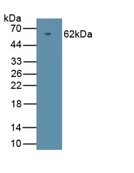 Protein Kinase, cGMP Dependent Type II (PRKG2) Human Polyclonal Antibody