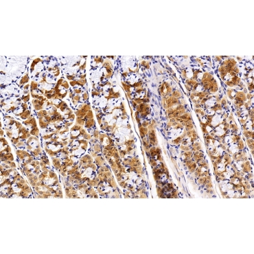 Peroxisome Proliferator Activated Receptor Gamma Coactivator 1 Alpha (PPARgC1a) Human Polyclonal Antibody