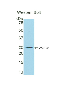 Peroxisome Proliferator Activated Receptor Gamma Coactivator 1 Alpha (PPARgC1a) Mouse Polyclonal Antibody