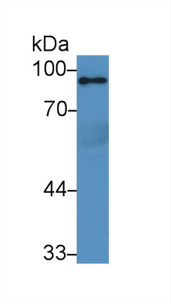 Peroxisome Proliferator Activated Receptor Gamma Coactivator 1 Alpha (PPARgC1a) Rat Polyclonal Antibody