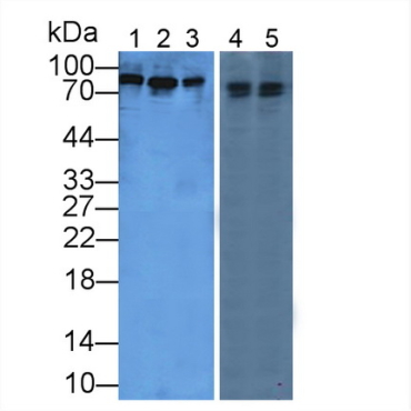 Periostin (POSTN) Mouse Polyclonal Antibody