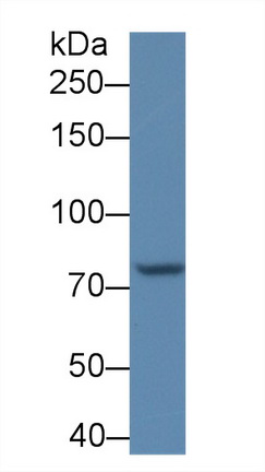 Periostin (POSTN) Mouse Polyclonal Antibody