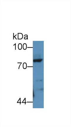Periostin (POSTN) Rat Polyclonal Antibody