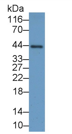 Paraneoplastic Antigen MA2 (PNMA2) Rat Polyclonal Antibody
