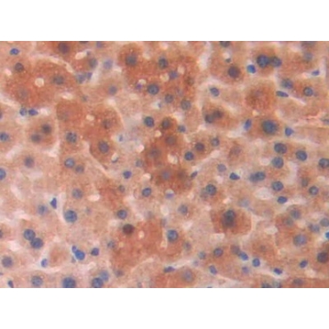 Phosphoglycolate Phosphatase (PGP) Mouse Polyclonal Antibody