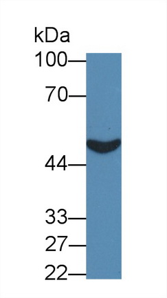 Prenylcysteine Oxidase 1 (PCYOX1) Human Polyclonal Antibody