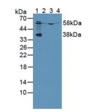 Prenylcysteine Oxidase 1 (PCYOX1) Mouse Polyclonal Antibody