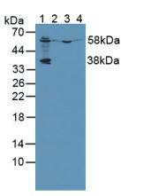 Prenylcysteine Oxidase 1 (PCYOX1) Mouse Polyclonal Antibody
