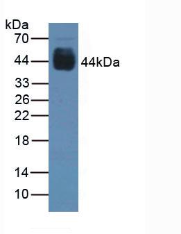 Paired Box Gene 6 (PAX6) Rat Polyclonal Antibody