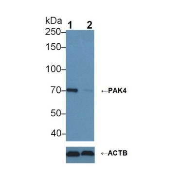 p21 Protein Activated Kinase 4 (PAK4) Human Polyclonal Antibody