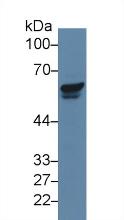 p21 Protein Activated Kinase 2 (PAK2) Human Polyclonal Antibody