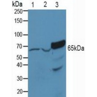 p21 Protein Activated Kinase 1 (PAK1) Human Polyclonal Antibody