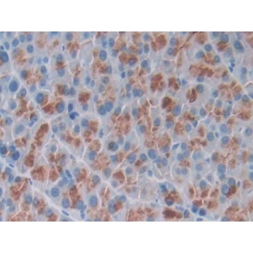 Osteocrin (OSTN) Mouse Polyclonal Antibody