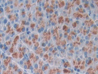 Osteocrin (OSTN) Mouse Polyclonal Antibody