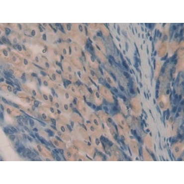 Oncomodulin (OCM) Mouse Polyclonal Antibody