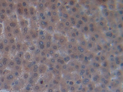 Oncomodulin (OCM) Rat Polyclonal Antibody